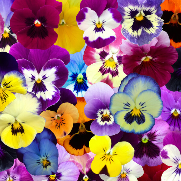 Colorful pansies