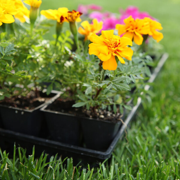 A flat of marigolds