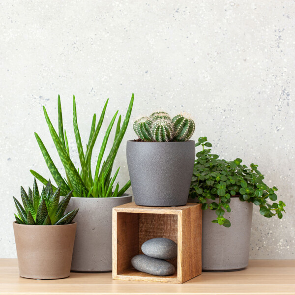 Various houseplants displayed in rustic containers