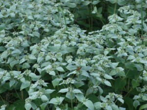 Clump of Mountain Mint (Pycnanthemum muticum) zoomed