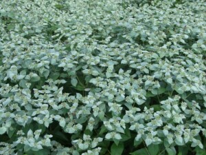 Clump of Mountain Mint (Pycnanthemum muticum)