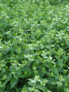 Mountain Mint (Pycnanthemum muticum) foliage