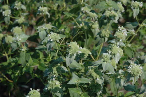 Mountain Mint (Pycnanthemum muticum)