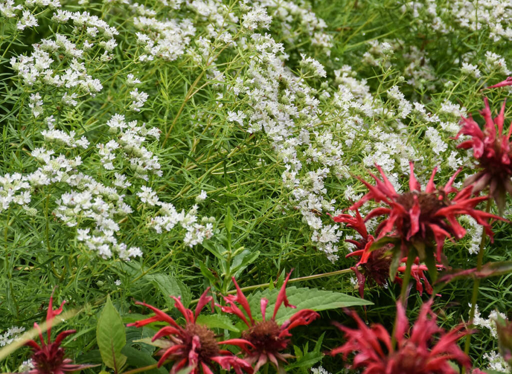 Blooming Mountain Mint mixed with red Beebalm