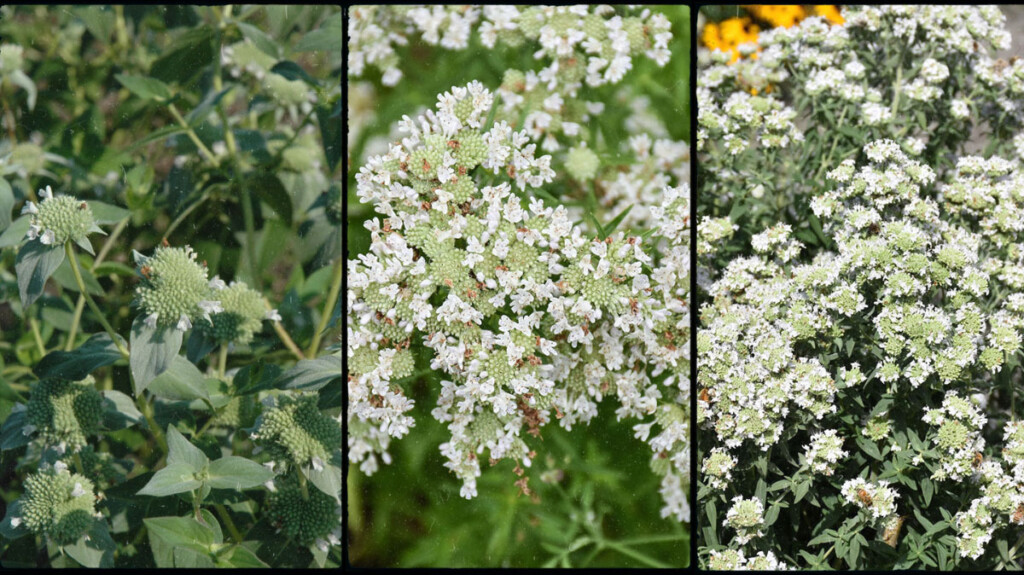 Three different Mountain Mint varieties in bloom