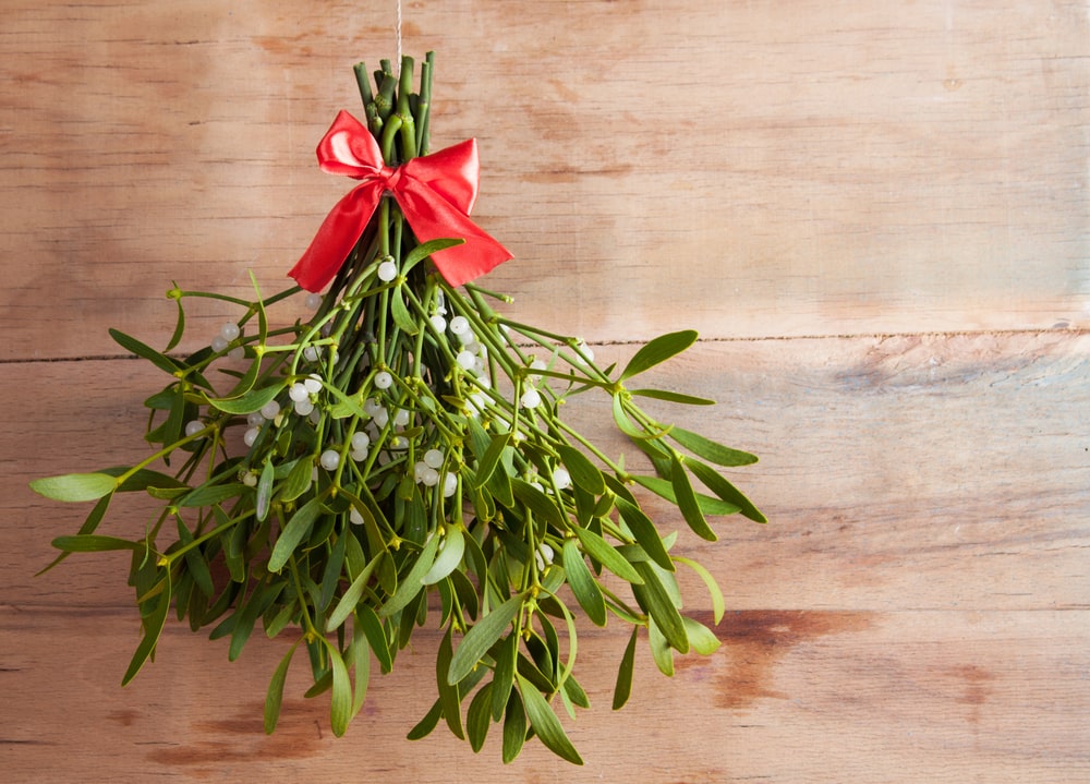 A bundle of fresh mistletoe