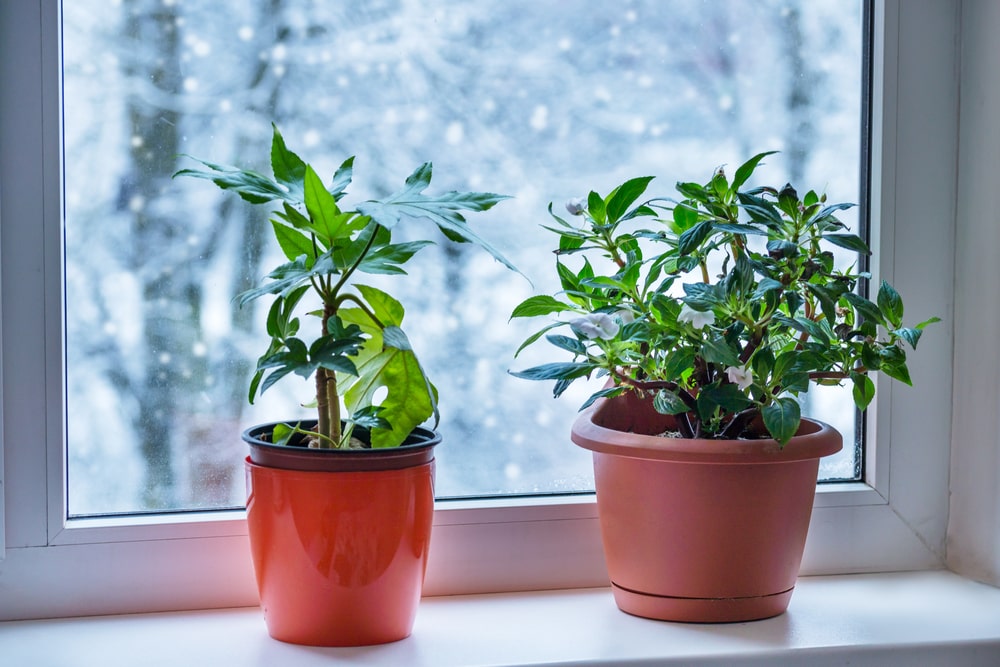 Caring for houseplants this winter