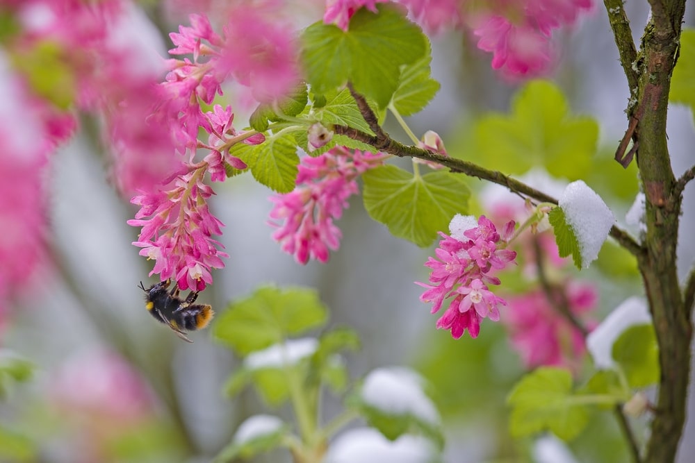 Plant native plants and help protect our beneficial insects this winter