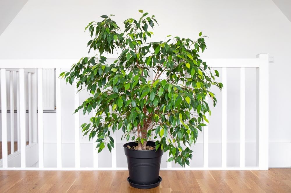 Ficus Year-Round Care Tips