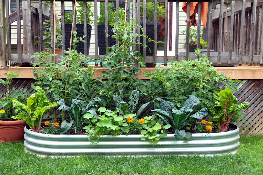 Edible gardening is just one gardening trend growing in popularity in 2025.