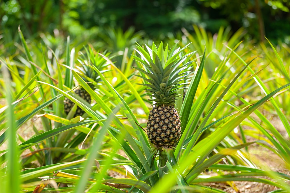 Grow your own pineapples